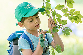 Ein Junge untersucht einen Ast, der grüne Blätter trägt.
